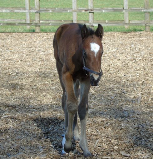 2021 colt by Blue Point